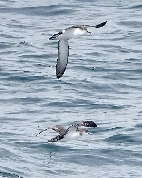 Manx shearwater